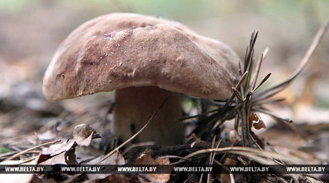 У Свіслацкім раёне шукаюць 12-гадовага хлопчыка, які заблукаў у лесе