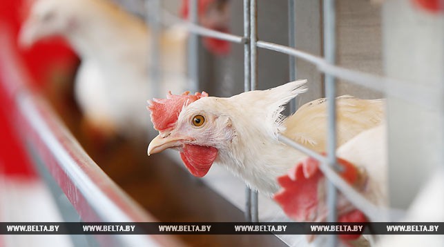 На птушкафабрыцы ў Дзяржынскім раёне здарыўся пажар