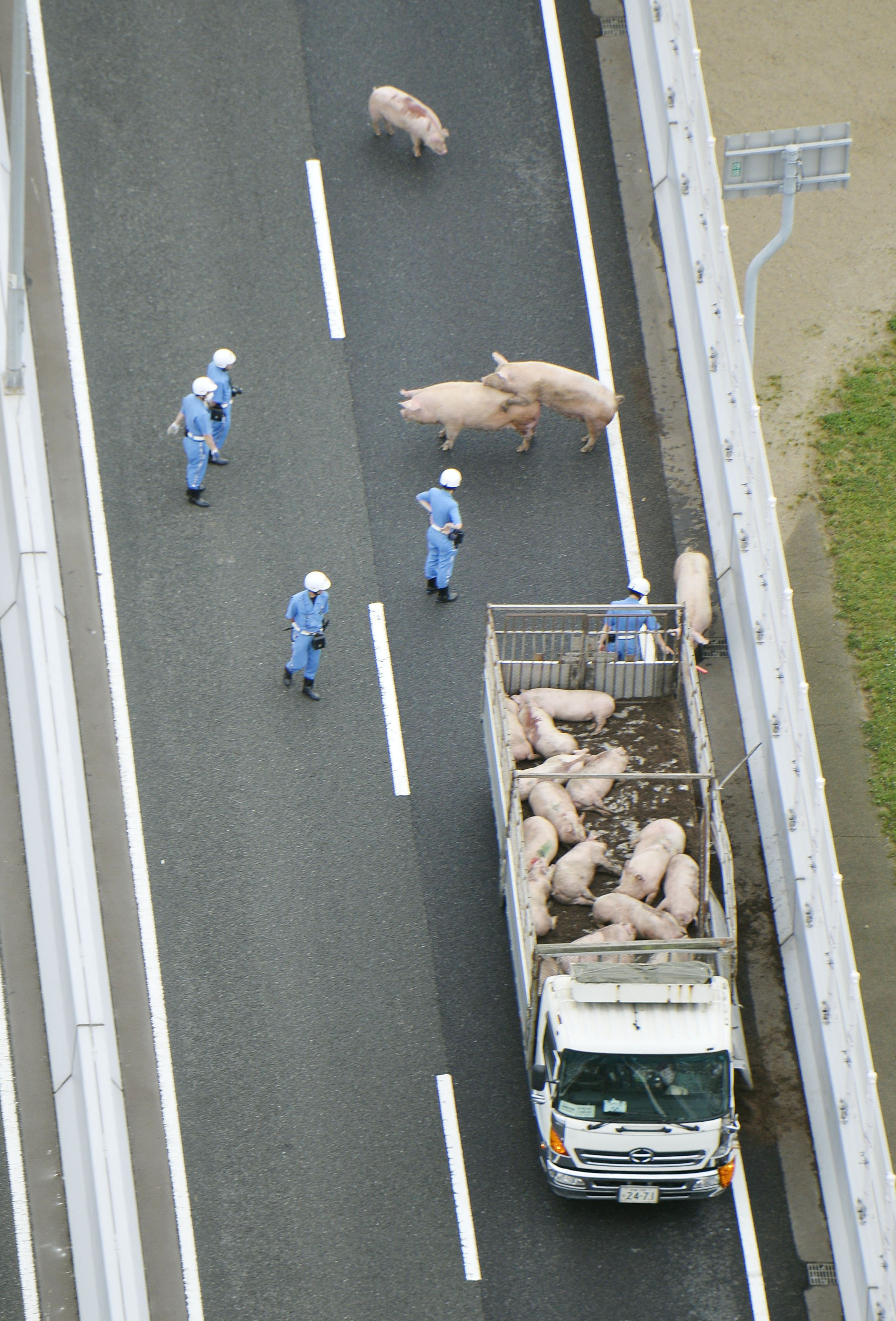 У Японіі свінні паралізавалі рух на аўтамагістралі. Фота, відэа