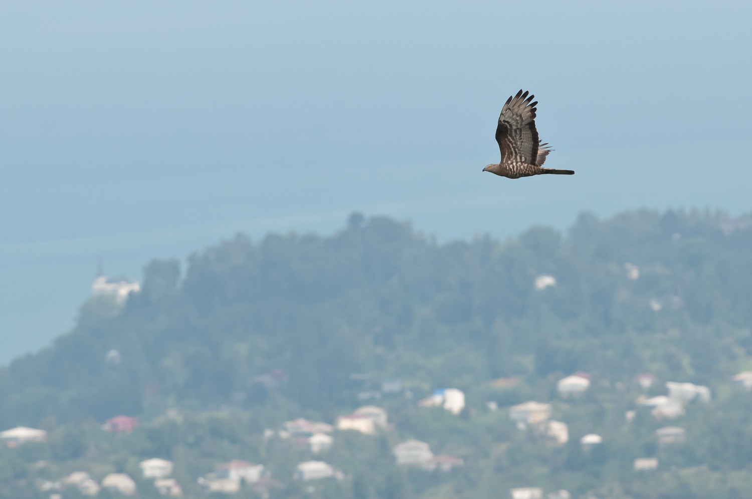 Birdwatching в Аджарии. Как птицы привлекают туристов