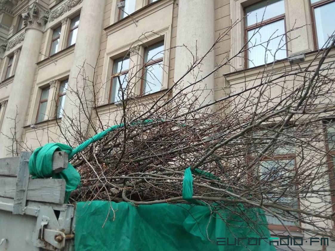 Мінская разня бензапілой: чаму дрэвы ўздоўж мінскіх вуліц кожны год трэба мяняць