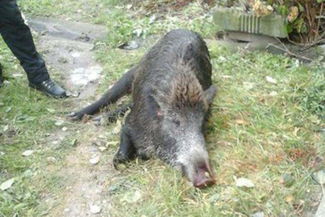 У цэнтры Нясвіжа міліцыянер расстраляў дзіка