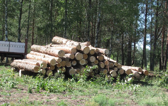 Супрацоўнікі прыватнай фірмы скралі 32 кубаметры драўніны ў Любанскім лясгасе