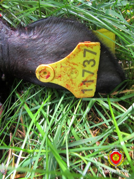 Наведнікаў мінскіх рэстаранаў кармілі крадзенай цяляцінай