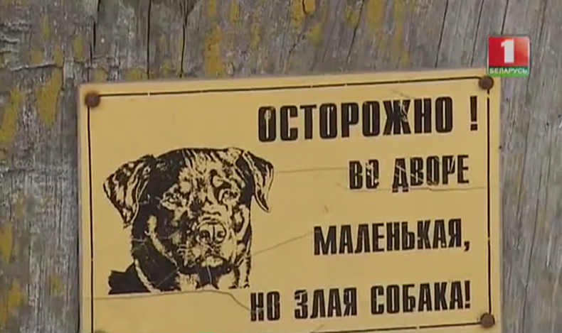 На беларускім тэлеканале паказалі пітбуля, які адгрыз руку цяжарнай жанчыне