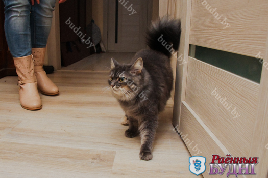 Пружанская котка ўратавала ад смерці на пажары шэсць чалавек