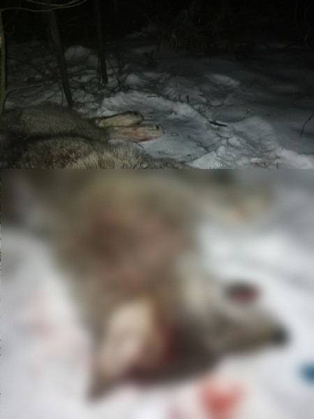 У Стоўбцах воўк пакусаў чацвярых чалавек
