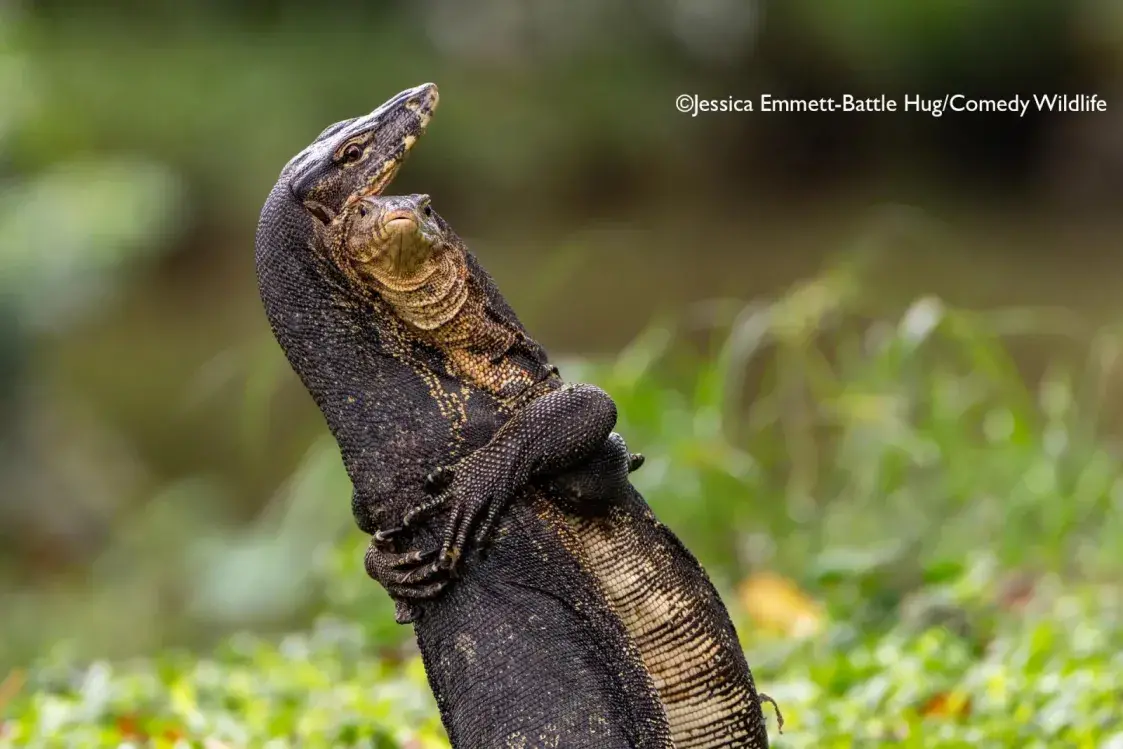 Смешная природа: комичные фото животных конкурса Comedy Wildlife 2025