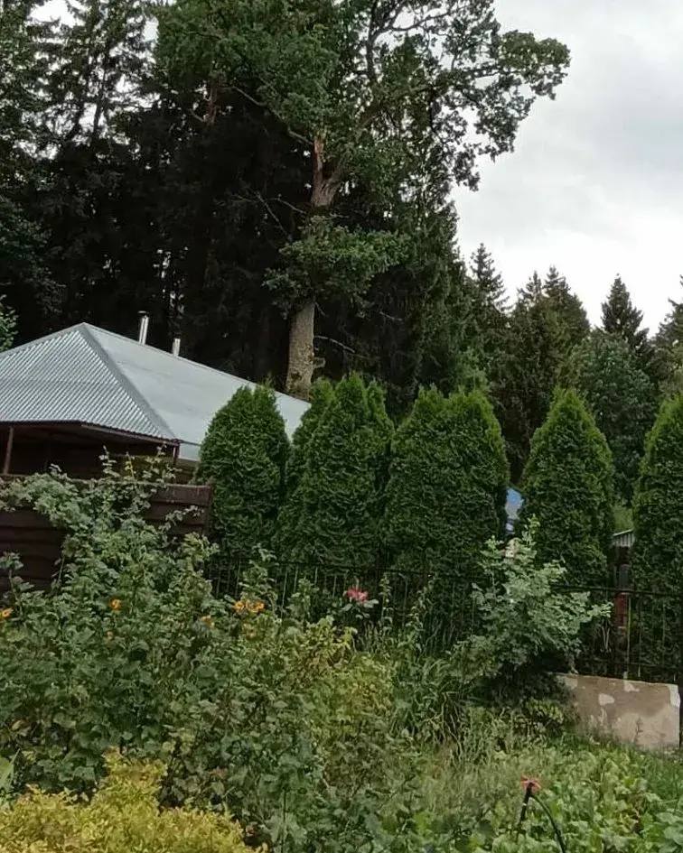 Галіна дуба наскрозь прабіла дах дома