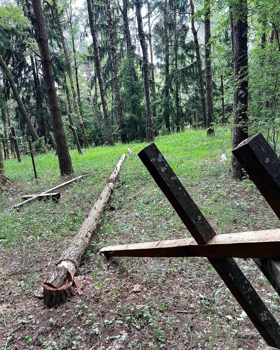 У Курапатах супрацоўнікі лясгаса спілоўвалі дрэвы, некаторыя ўпалі на крыжы