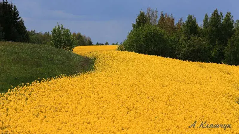 Памёр беларускі фотамастак Анатоль Кляшчук