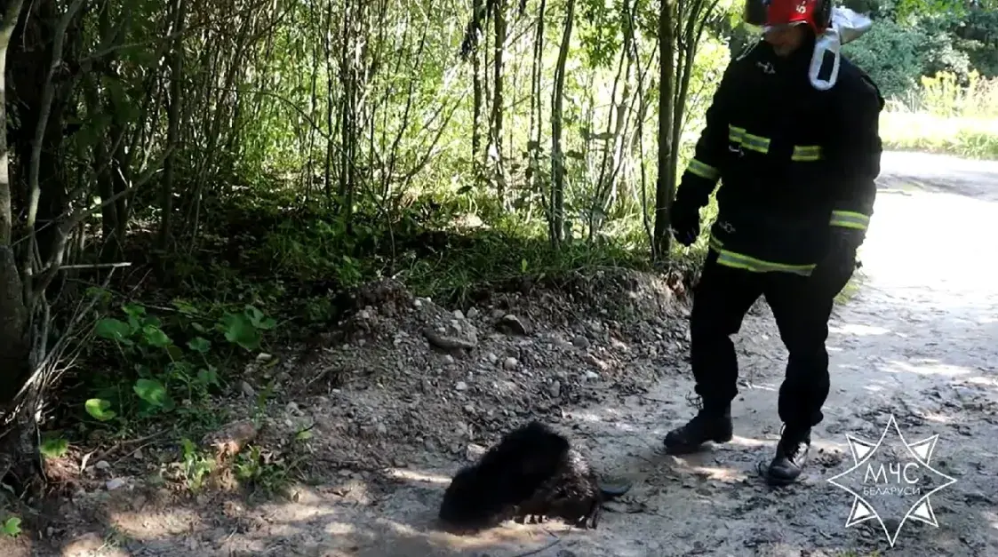 У Дзяржынскім раёне ратавальнікаў выклікалі на дапамогу бабрам