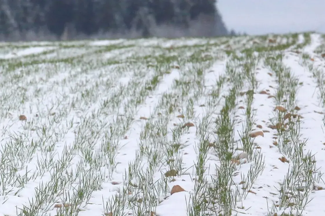 “Раз на некалькі гадоў такія зімы могуць паўтарацца”. Кліматолаг — пра зіму-2026