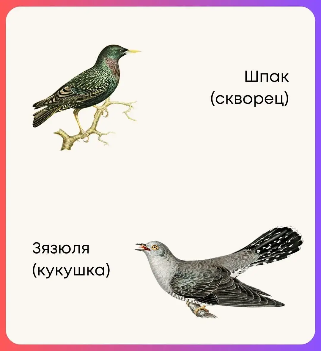 Птицы по-белорусски