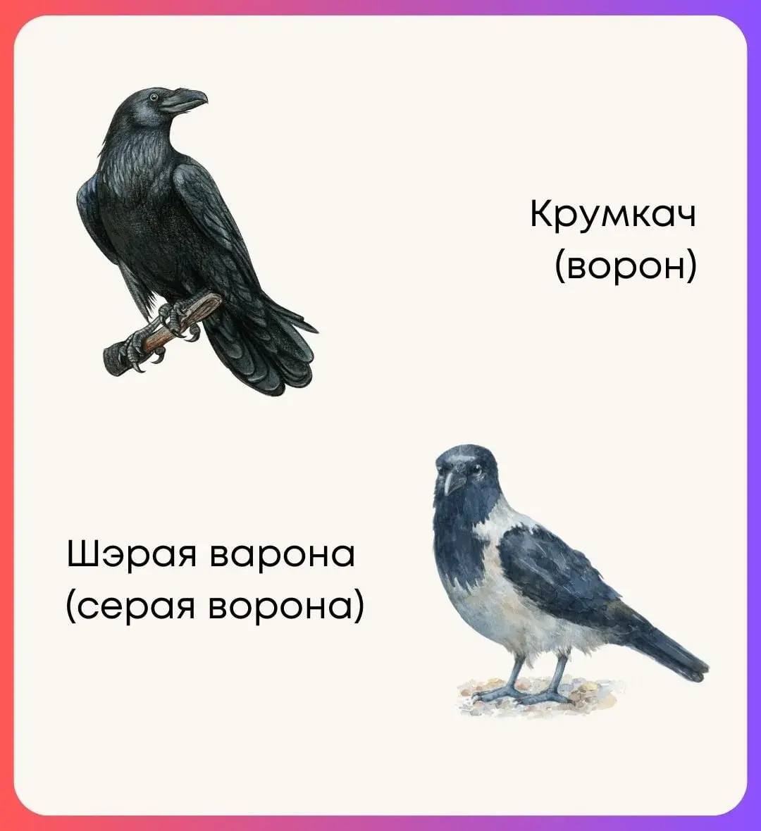 Птушкі па-беларуску