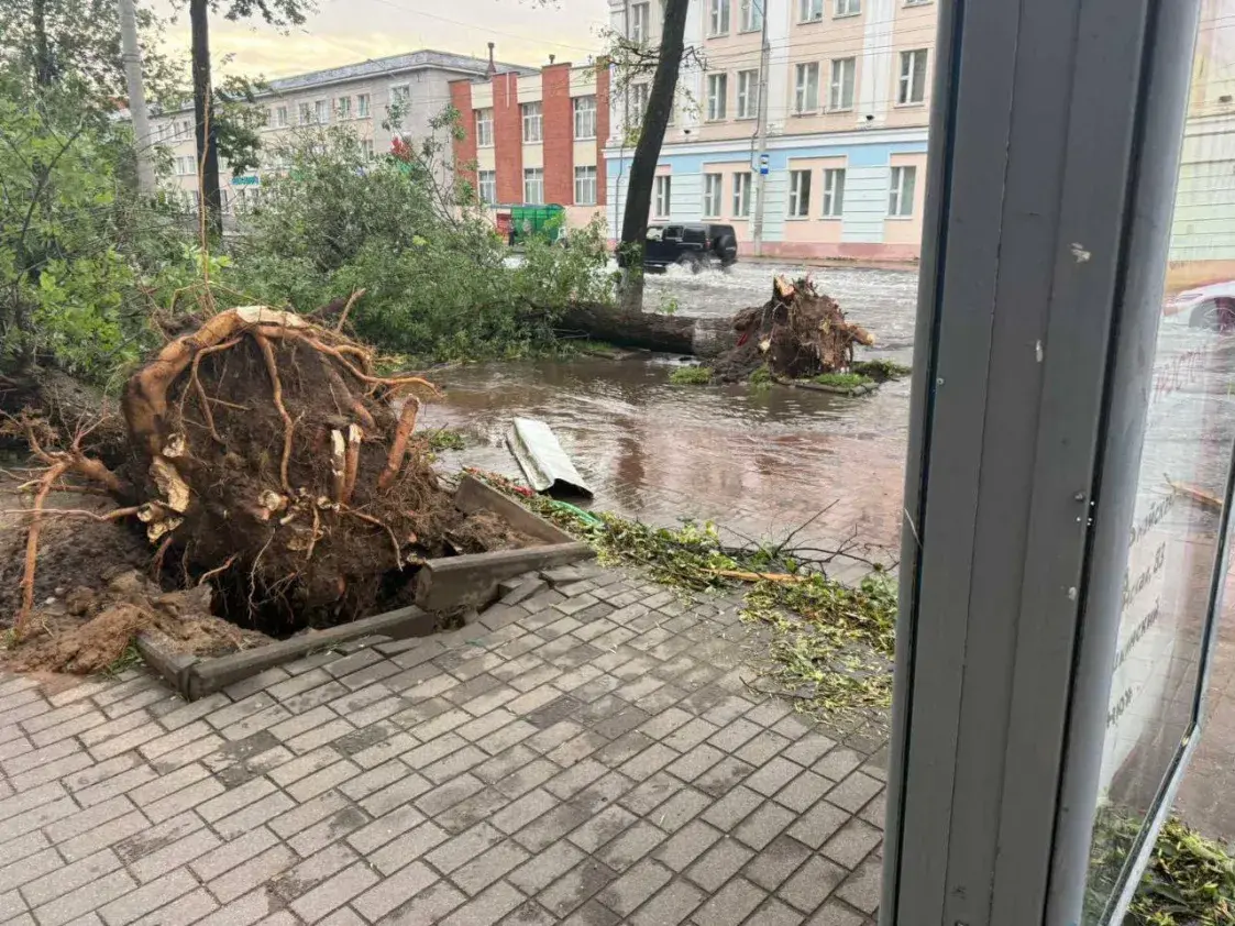Ураган у Магілёве выдзіраў дрэвы з каранямі