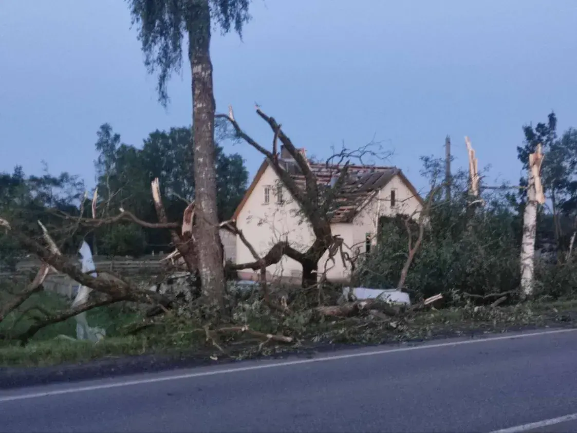 Ураган у Магілёве выдзіраў дрэвы з каранямі