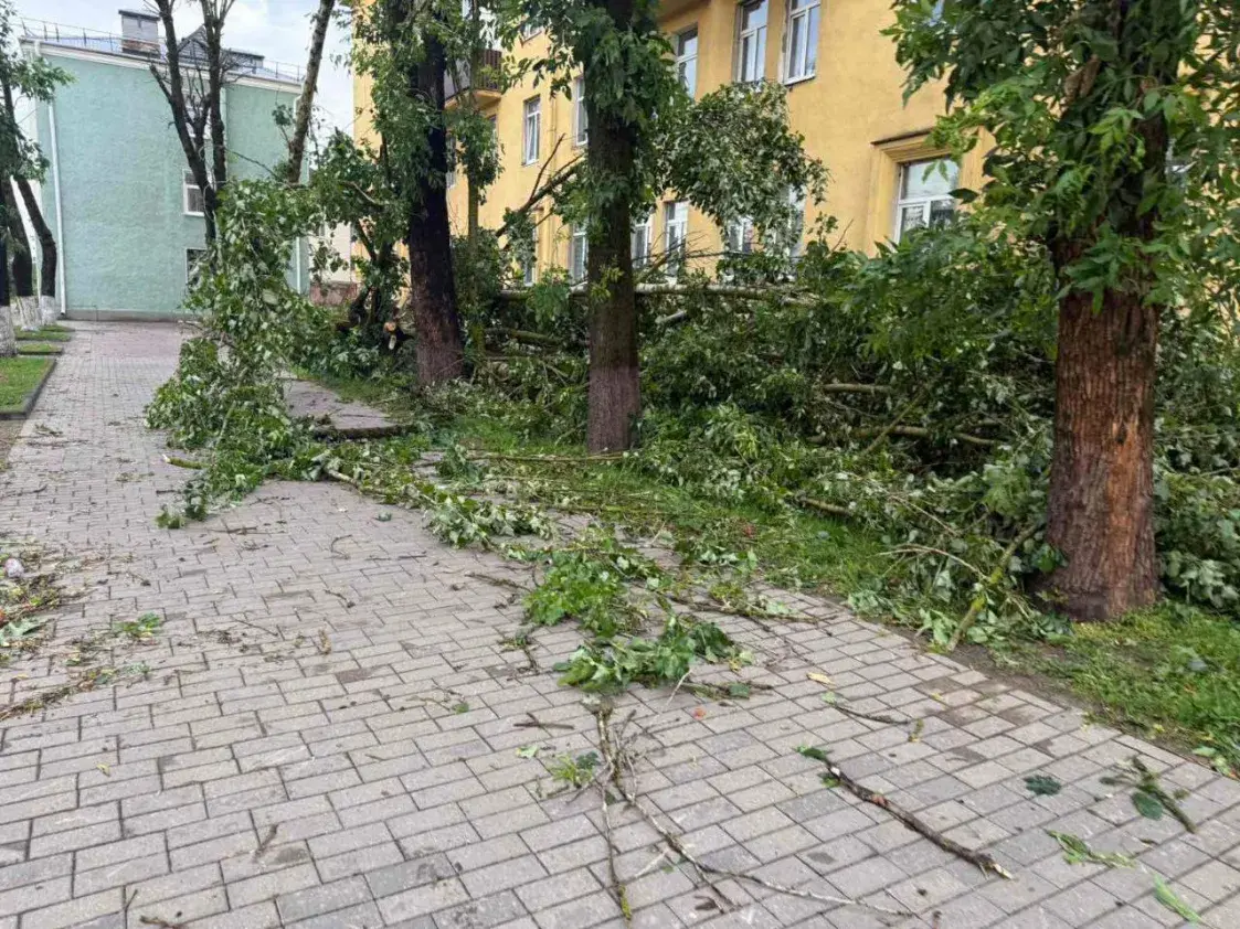 Ураган у Магілёве выдзіраў дрэвы з каранямі