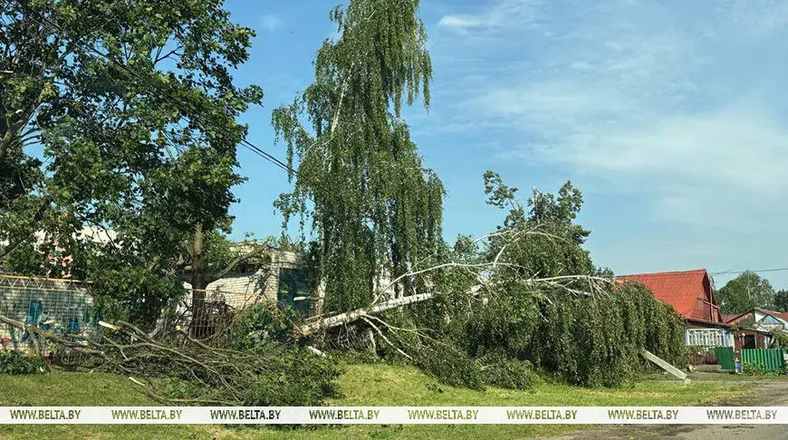 Каля 5 тысяч дрэваў пашкодзіў ураган у Магілёве