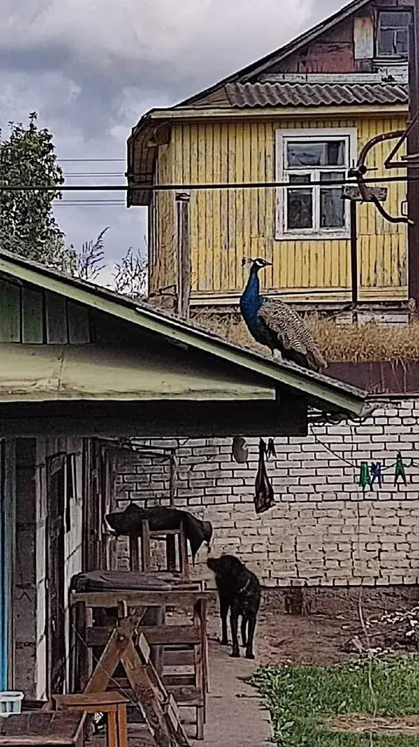 У Вілейцы па дахах дамоў лавілі паўліна