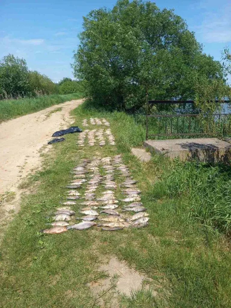 У Койданаўскім вадасховішчы — масавы мор рыбы, але лавіць яе не забараняюць