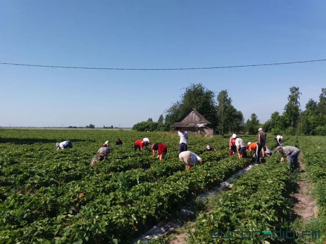 Дзе падлетку працаваць у Беларусі летам і колькі можна зарабіць