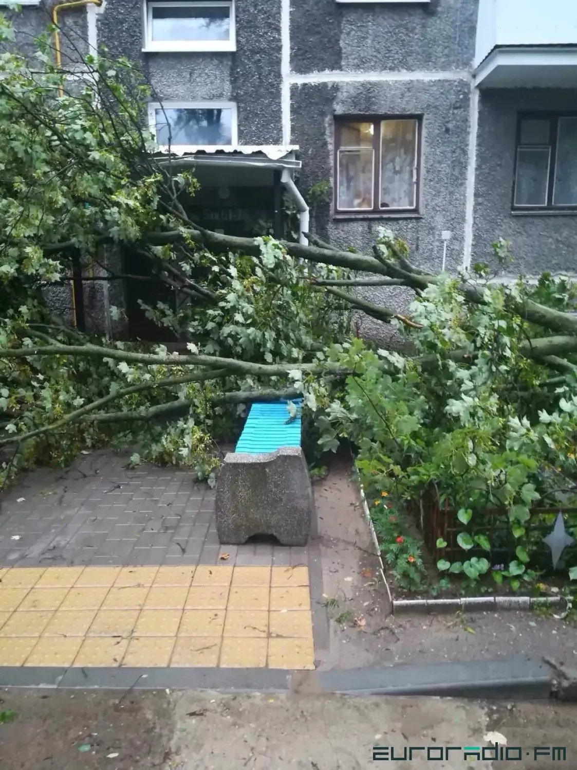 У Брэсце вецер ламаў дрэвы, пашкоджаныя шэсць аўтамабіляў