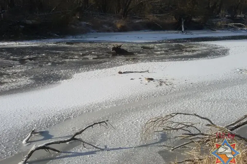 У Брэсцкім раёне ратавальнікі выцягнулі лася, які праваліўся пад лёд (фота)