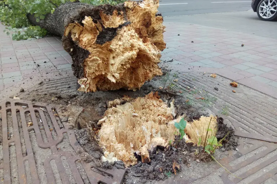 Старое дрэва павалілася і перакрыла праезную частку насупраць МУС (фота)