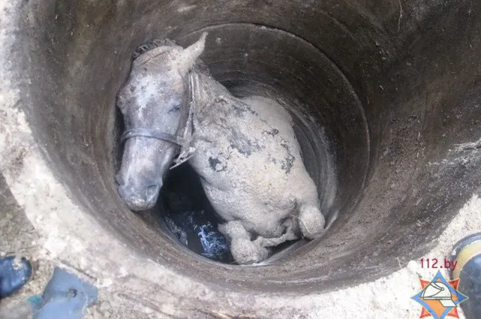 У Іванаўскім раёне з калодзежу выцягвалі каня (фота)