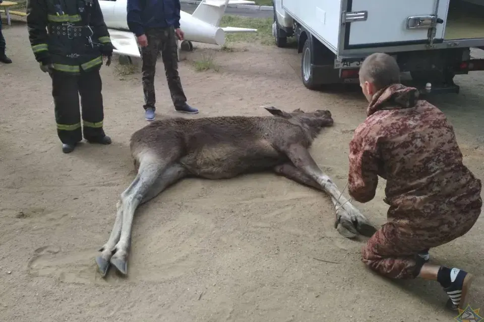 У Мінску ў дзіцячы садок прыйшоў лось, праводзілі спецаперацыю (фота, відэа)