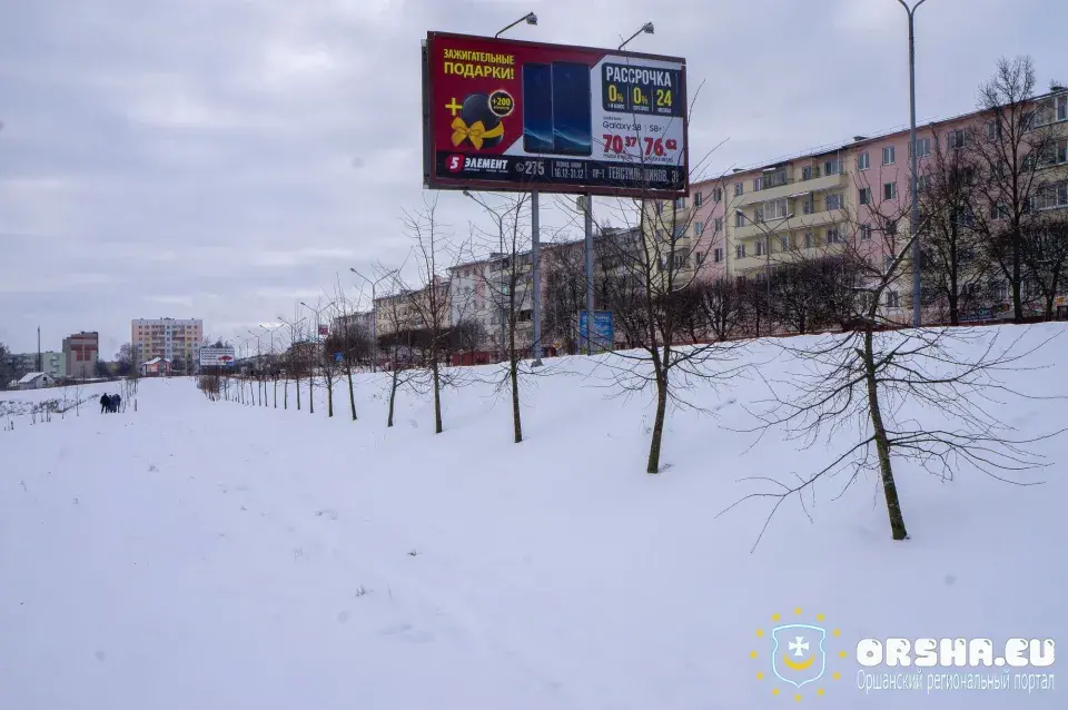 У Оршы кусты і дрэвы высадзілі ў снег