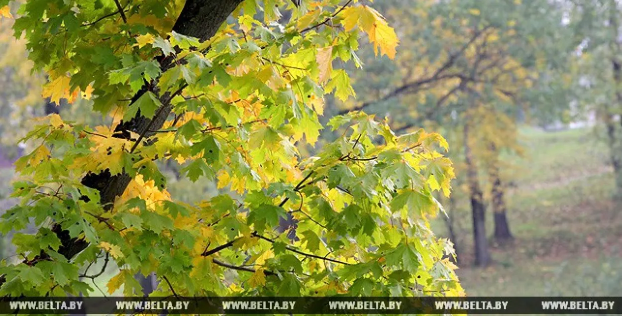 Сіноптыкі: У Беларусі пацяплее ў пятніцу
