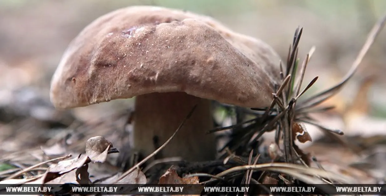 У Гомелі 78-гадовы мужчына памёр з-за атручвання грыбамі