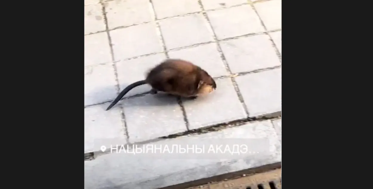 Скриншот из видео Марии Василевич.
