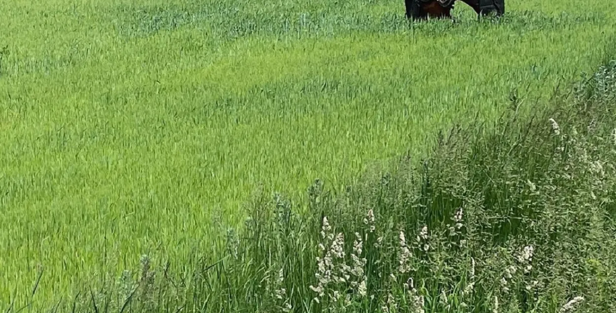 На поле в Черниговской области напоминание о бою начала весны / instagram.com/wladyslaw_musiienko​