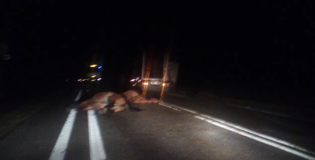 У Клецкім раёне лесавоз наехаў на табун коней (фота)