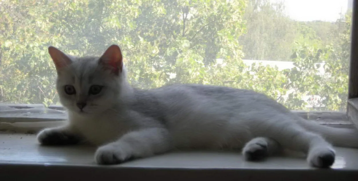 10-гадовая дзяўчынка даставала кацяня і выпала з акна трэцяга паверху