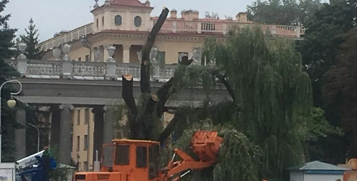 Знішчана знакамітая вярба на ўваходзе ў парк Горкага ў Мінску