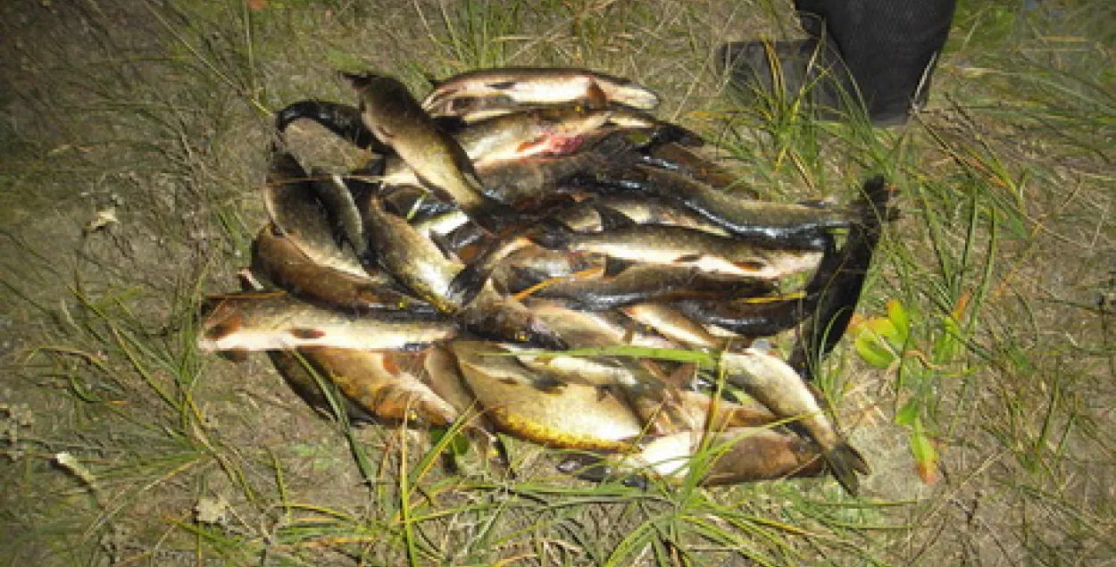 Каля Лунінца затрымалі пенсіянера з 46 шчупакамі (фота)