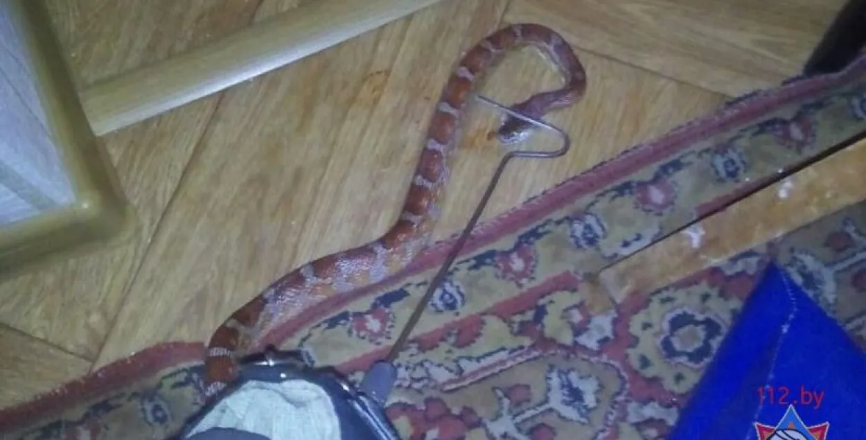 Ратавальнікі злавілі змяю ў мінскай кватэры