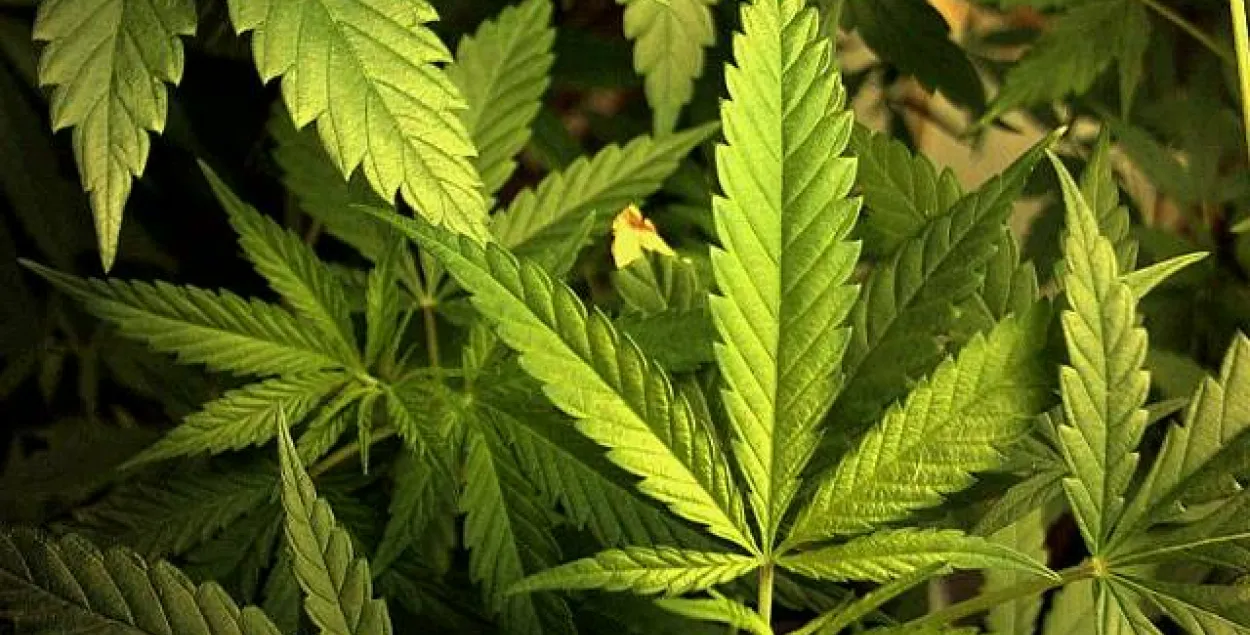 У Віцебску злавілі мужчыну, які вырошчваў каноплі проста ў інтэрнаце