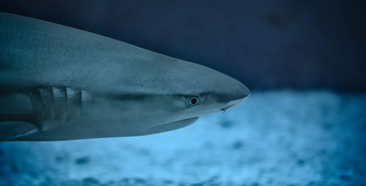 Жыхарка Аўстраліі злавіла акулу голымі рукамі