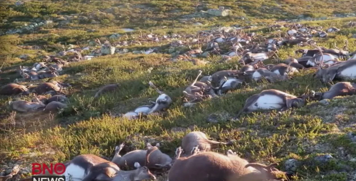 У Нарвегіі ад удару маланкі загінулі больш за тры сотні аленяў