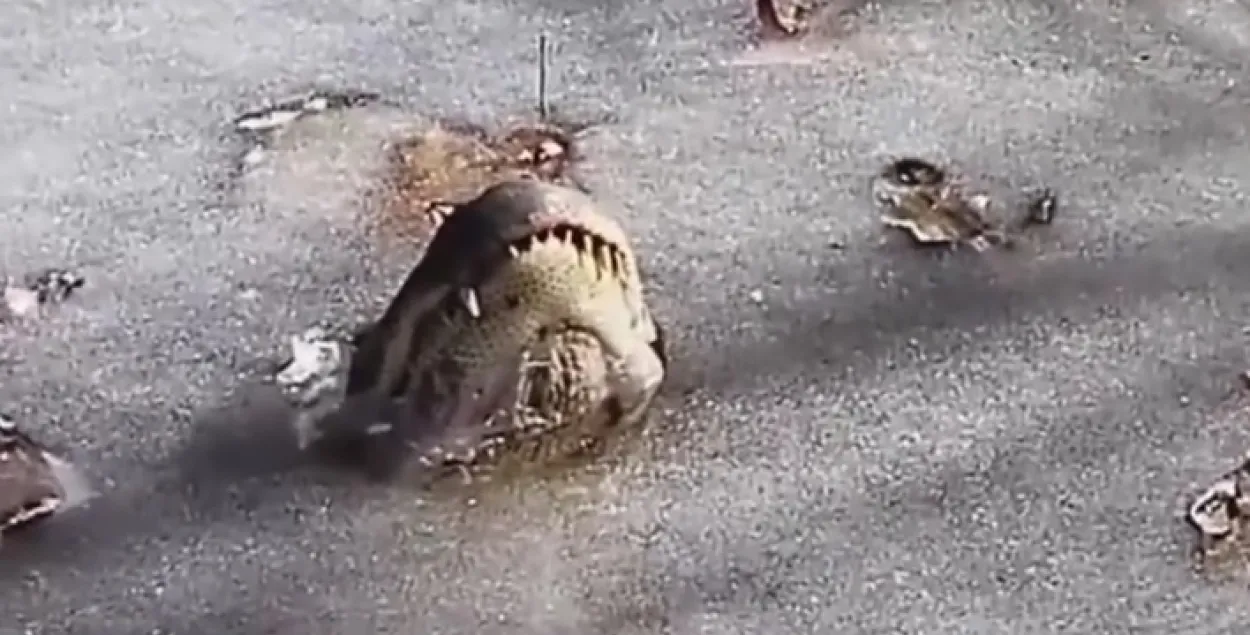 Фото: скриншот с видео.