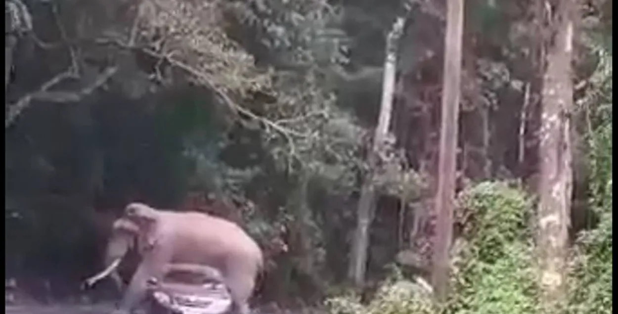 У Тайландзе слон прылёг на аўтамабіль з турыстамі (відэа)