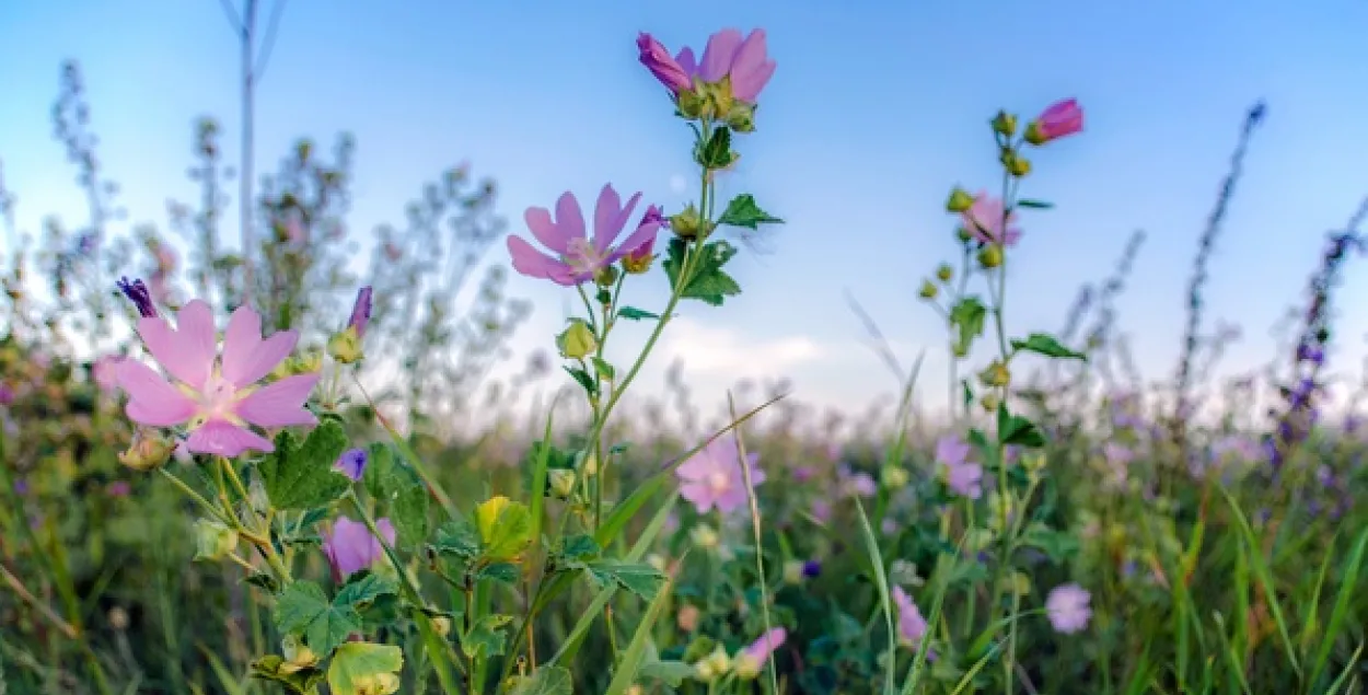 У панядзелак будзе да +29, на ўсходзе краіны — дажджы