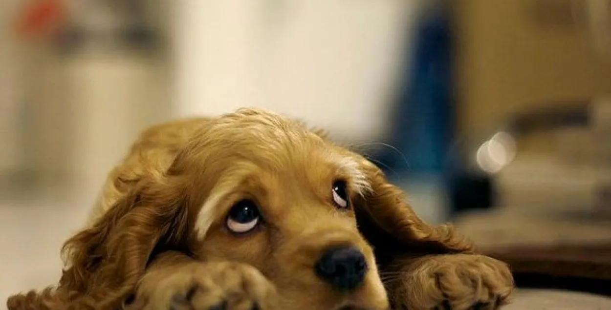 Иллюстративное фото:&nbsp;isravid.com