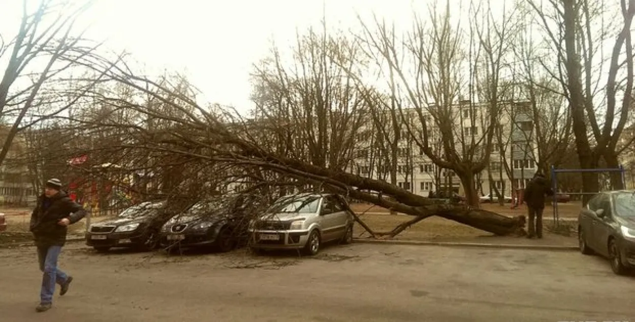 Фотафакт: у Мінску дрэва ўпала адразу на тры аўтамабілі
