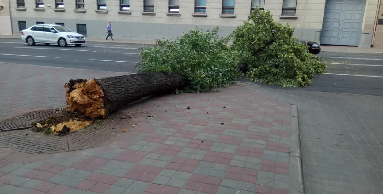 Старое дрэва павалілася і перакрыла праезную частку насупраць МУС (фота)